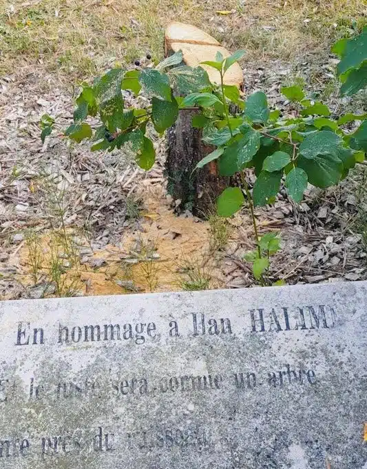 Cut-down olive tree stump with new shoots growing beside a memorial plaque honoring Ilan Halimi in Epinay-sur-Seine, France.
